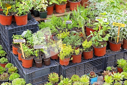 Image of Herbs