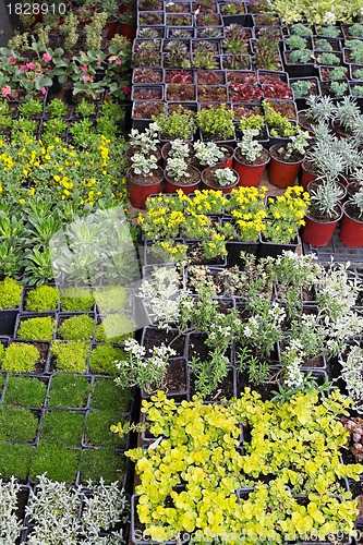 Image of Plants nursery