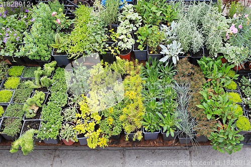 Image of Nursery plants