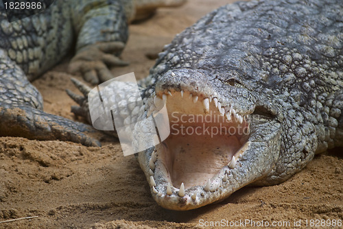 Image of Crocodile