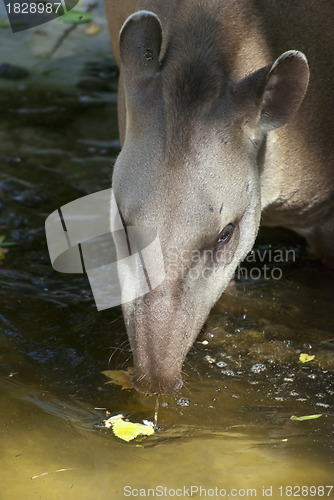 Image of South American Tapir