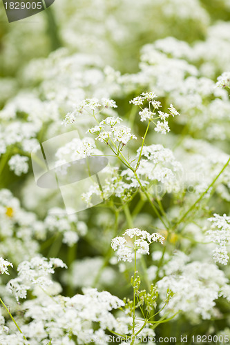 Image of Wild flowers