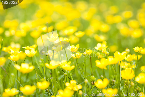 Image of Wild flowers