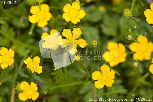 Image of Wild flowers