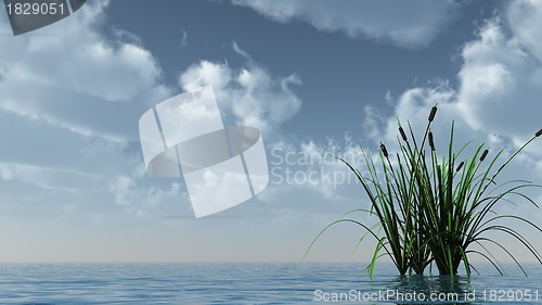 Image of reed on water