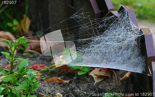 Image of spider s web