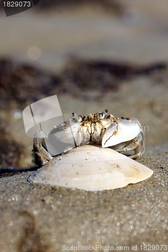 Image of little beach crab