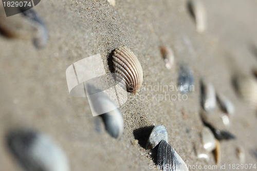 Image of seashells on sand beach