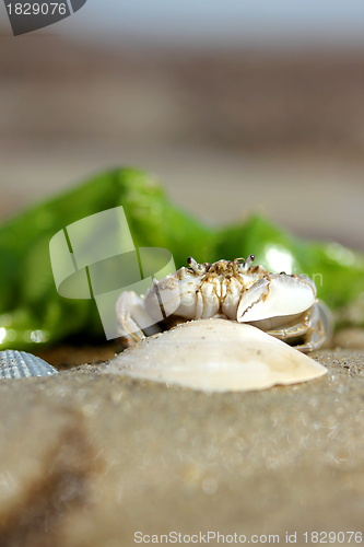 Image of little beach crab