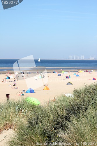 Image of people relaxing on the beach behind reed 