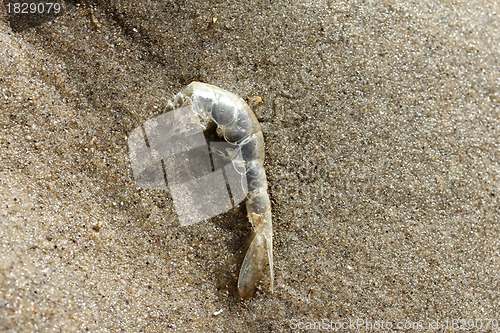 Image of shrimp skin at the beach