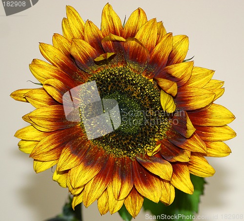 Image of sunflower