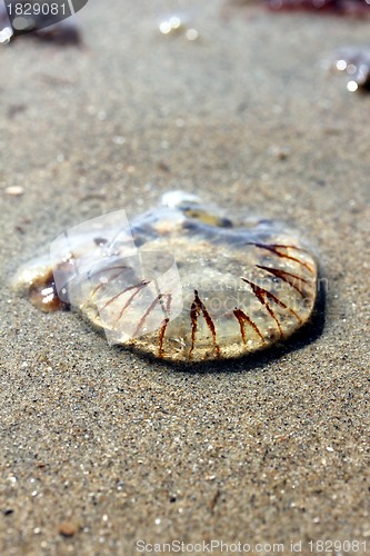 Image of jellyfish at the beach