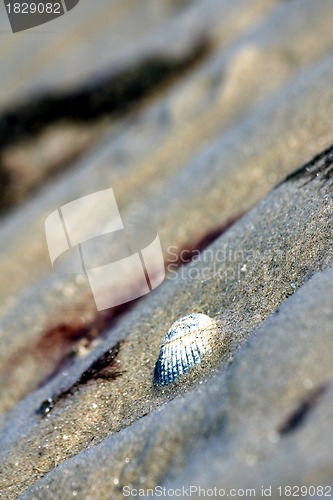 Image of seashell in sand waves