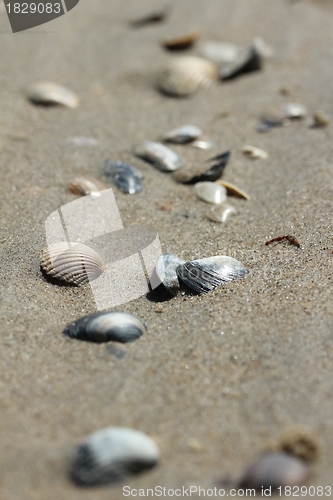 Image of seashells on sand beach
