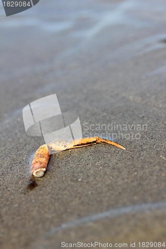 Image of crab arm at the beach