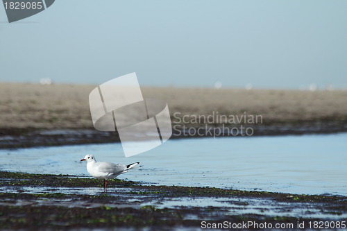 Image of beach gull
