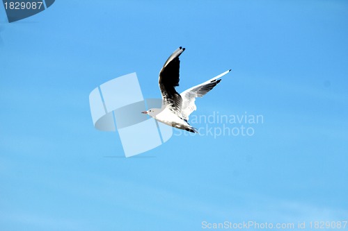 Image of beach gull