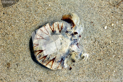 Image of jellyfish at the beach