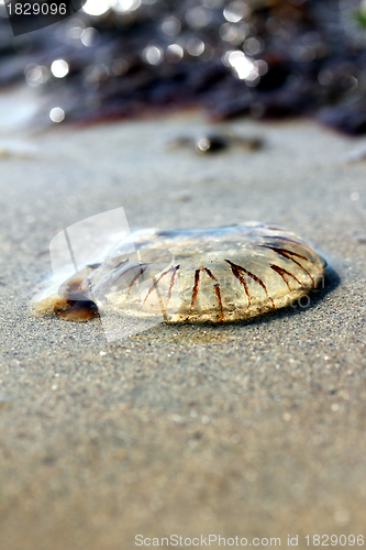 Image of jellyfish at the beach