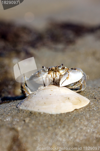 Image of little beach crab