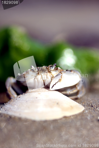 Image of little beach crab