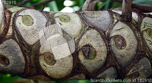 Image of trunk of a liane