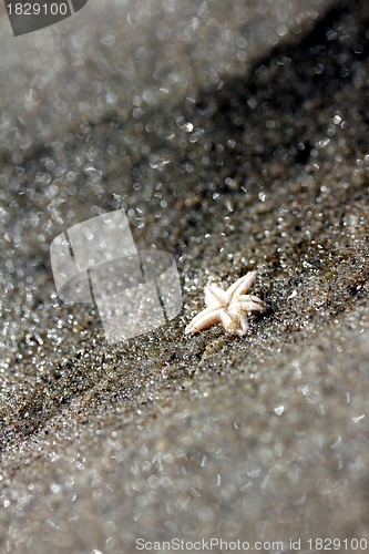 Image of small starfish at the beach