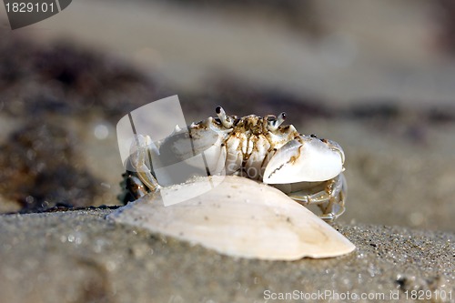 Image of little beach crab