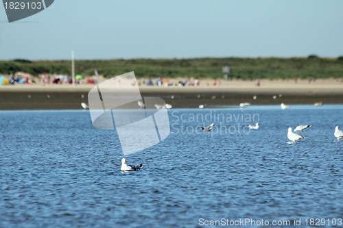 Image of beach gulls in the water