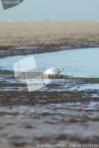 Image of beach gull