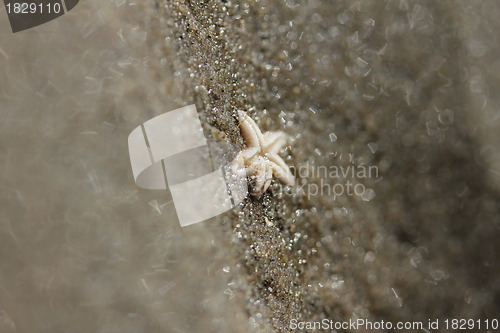 Image of small starfish at the beach
