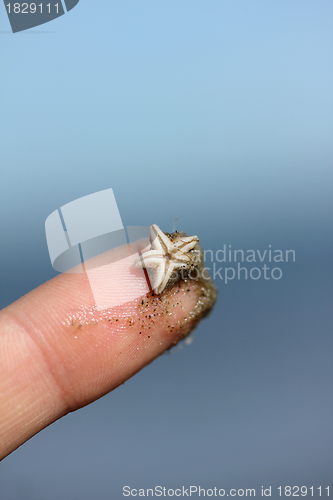Image of small starfish on a human finger