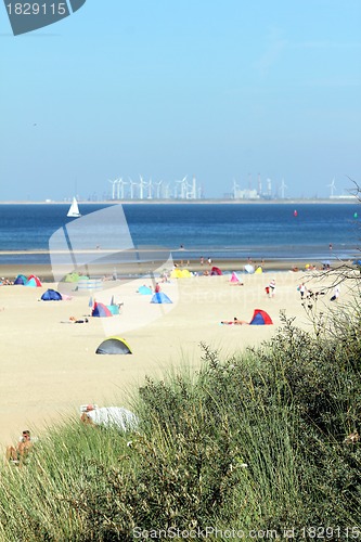 Image of people relaxing on the beach behind reed 