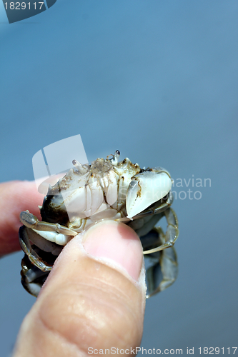 Image of little beach crab in human hand