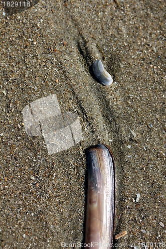 Image of seashell race
