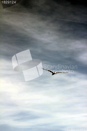 Image of beach gull