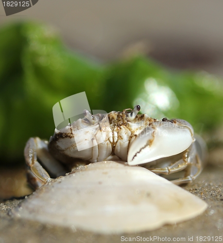 Image of little beach crab