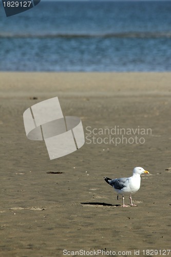 Image of beach gull