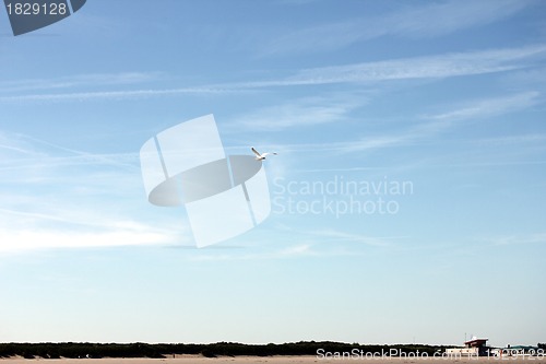 Image of sky bird at the beach
