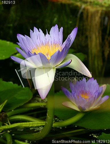 Image of water lily