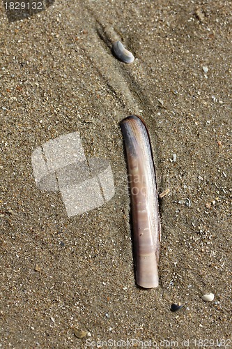Image of seashell race