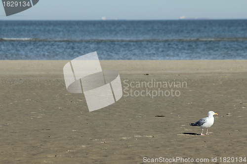 Image of beach gull