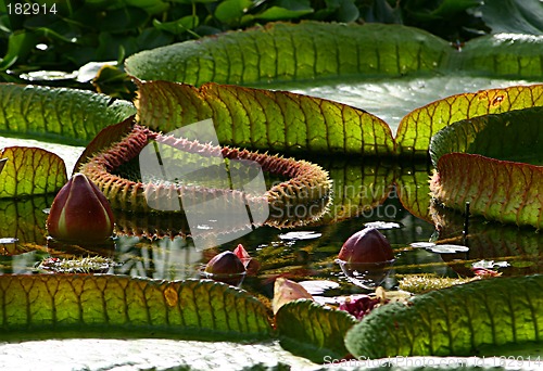 Image of leaves and buds of a water lily