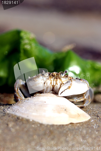 Image of little beach crab