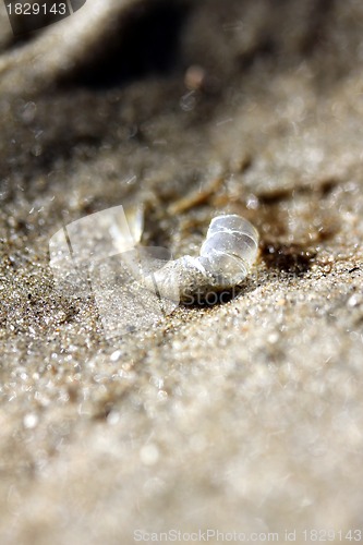 Image of shrimp skin at the beach