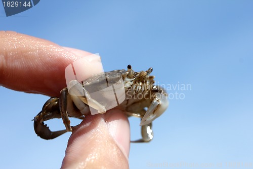 Image of little beach crab in human hand