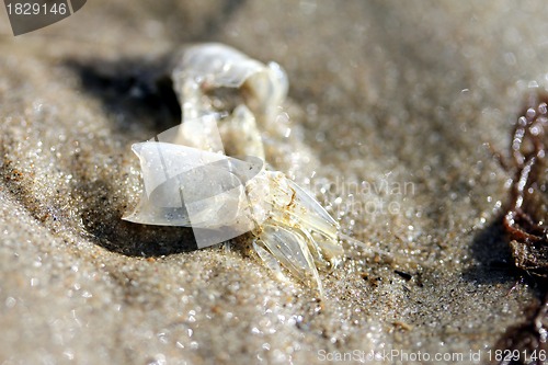 Image of shrimp skin at the beach