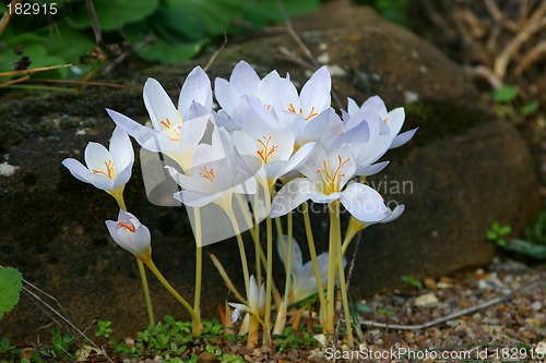 Image of crocuses