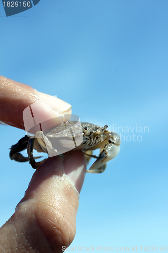 Image of little beach crab in human hand